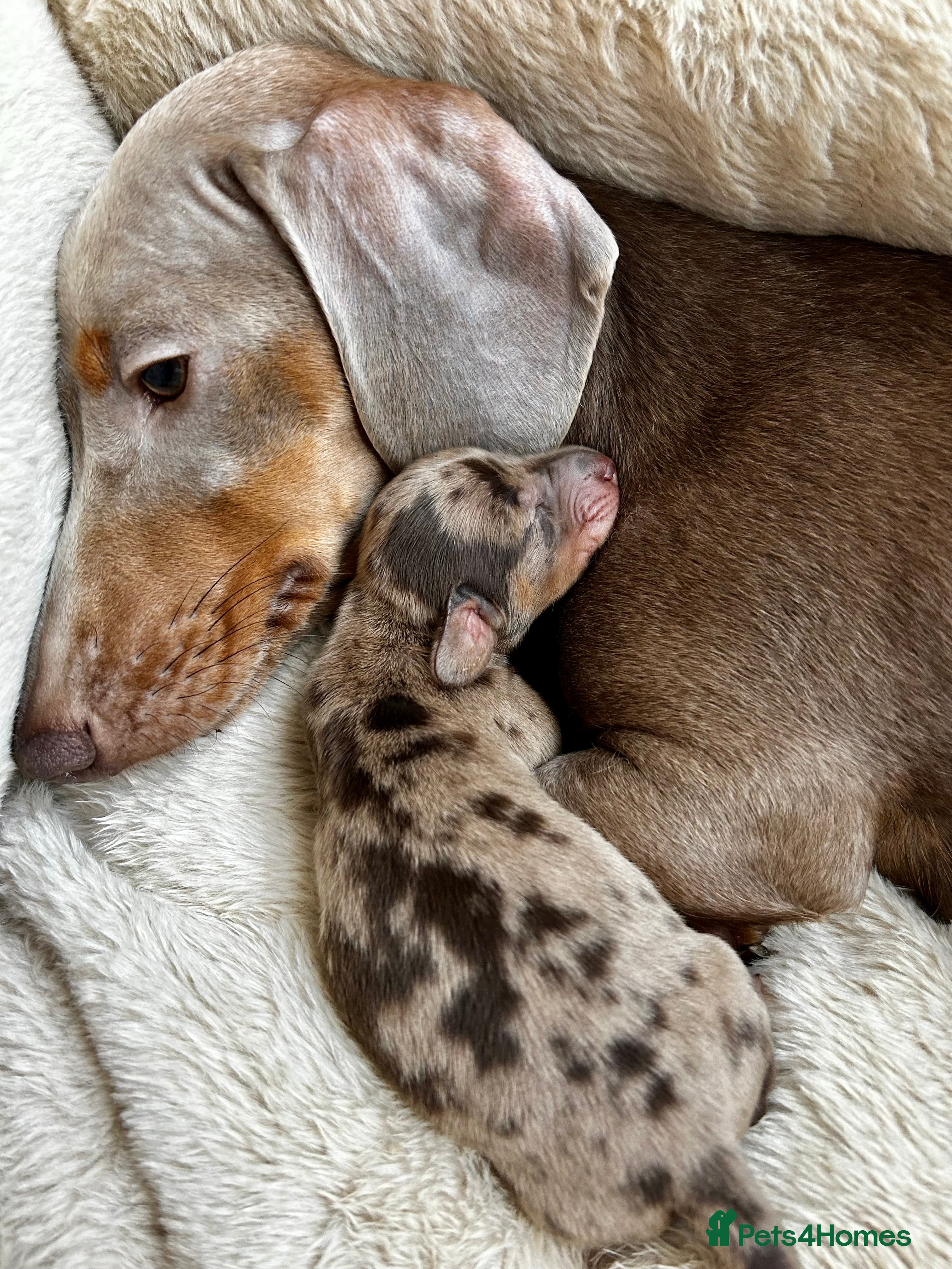 Miniature Dachshund dogs 2 Cute Mini Dachshund Brothers–Raised with Mum&Dad - Advert 18