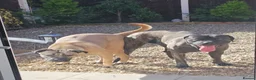 Cane Corso dogs for sale: Beautiful cane corso x puppies  - Advert 15