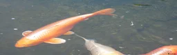 Koi Carp fish for sale: 3 Nice Japanese Bred Koi Carp - Advert 2