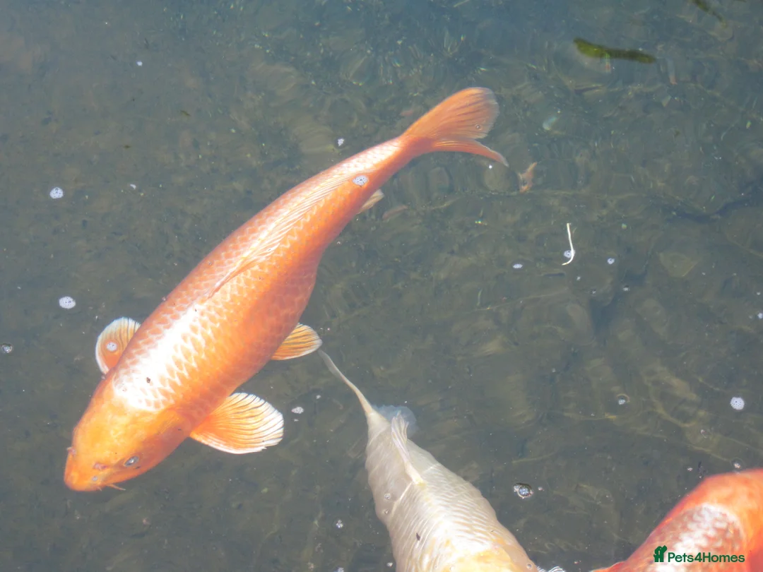 Koi Carp fish for sale: 3 Nice Japanese Bred Koi Carp - Advert 2