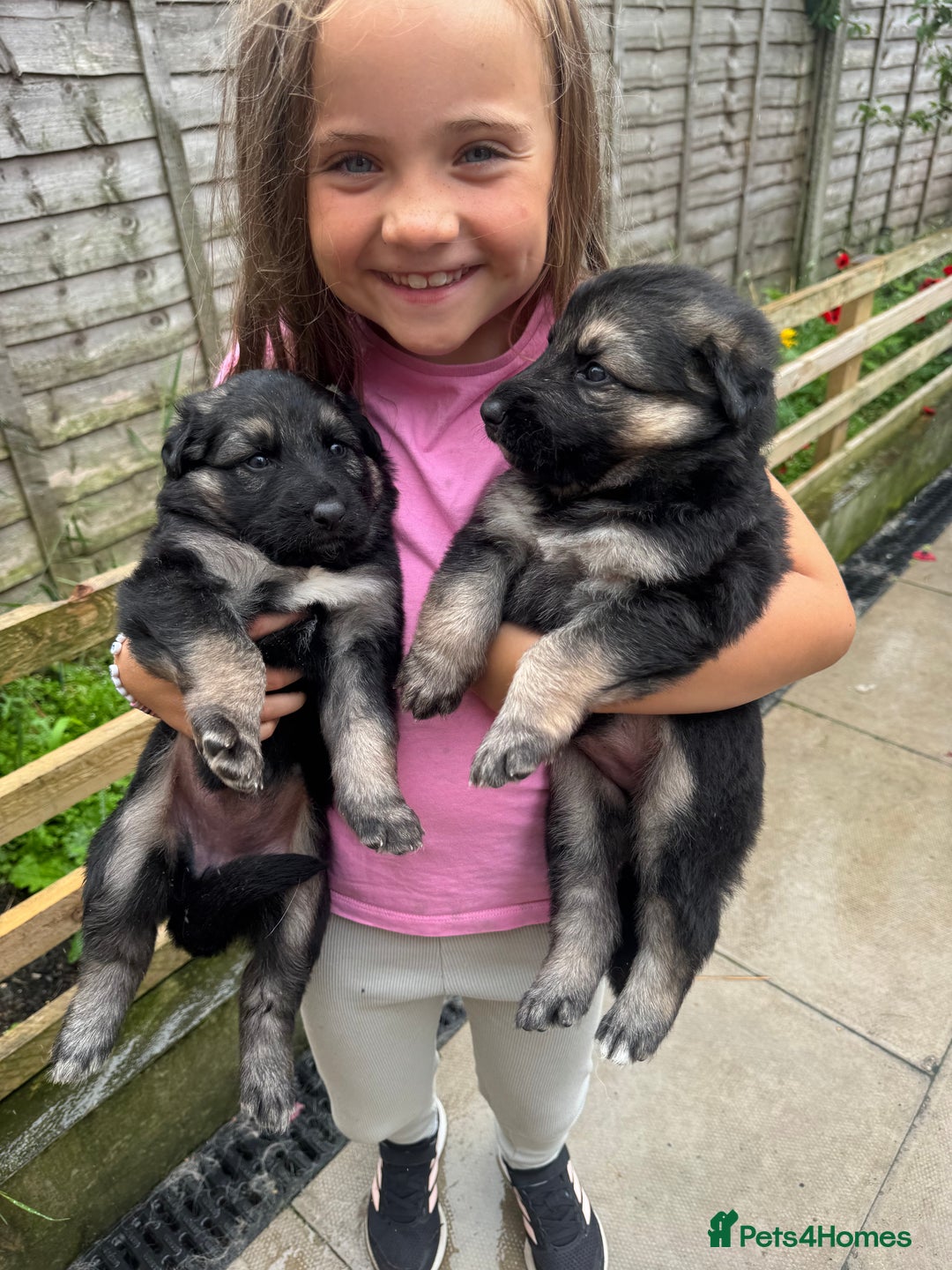 German Shepherd dogs for sale: Stunning top quality German shepherd puppies - Image 19