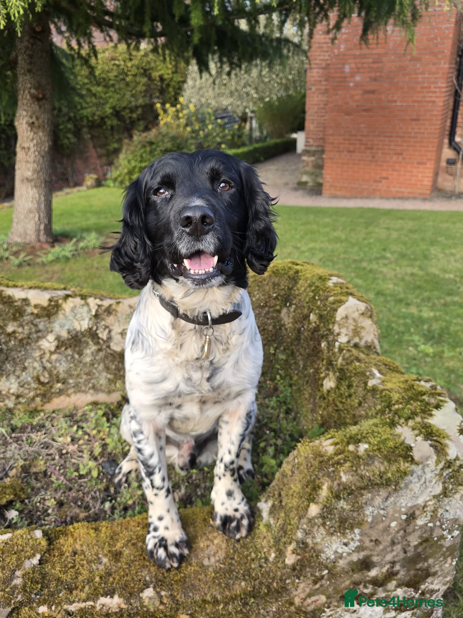 English Springer Spaniel dogs for sale: English Springer Spaniel for sale - Advert 1