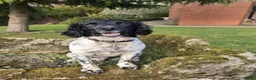English Springer Spaniel dogs for sale: English Springer Spaniel for sale - Advert 1