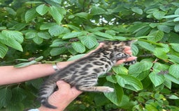 Bengal cats for sale: Tica registered baby Bengal Boys  - Image 9