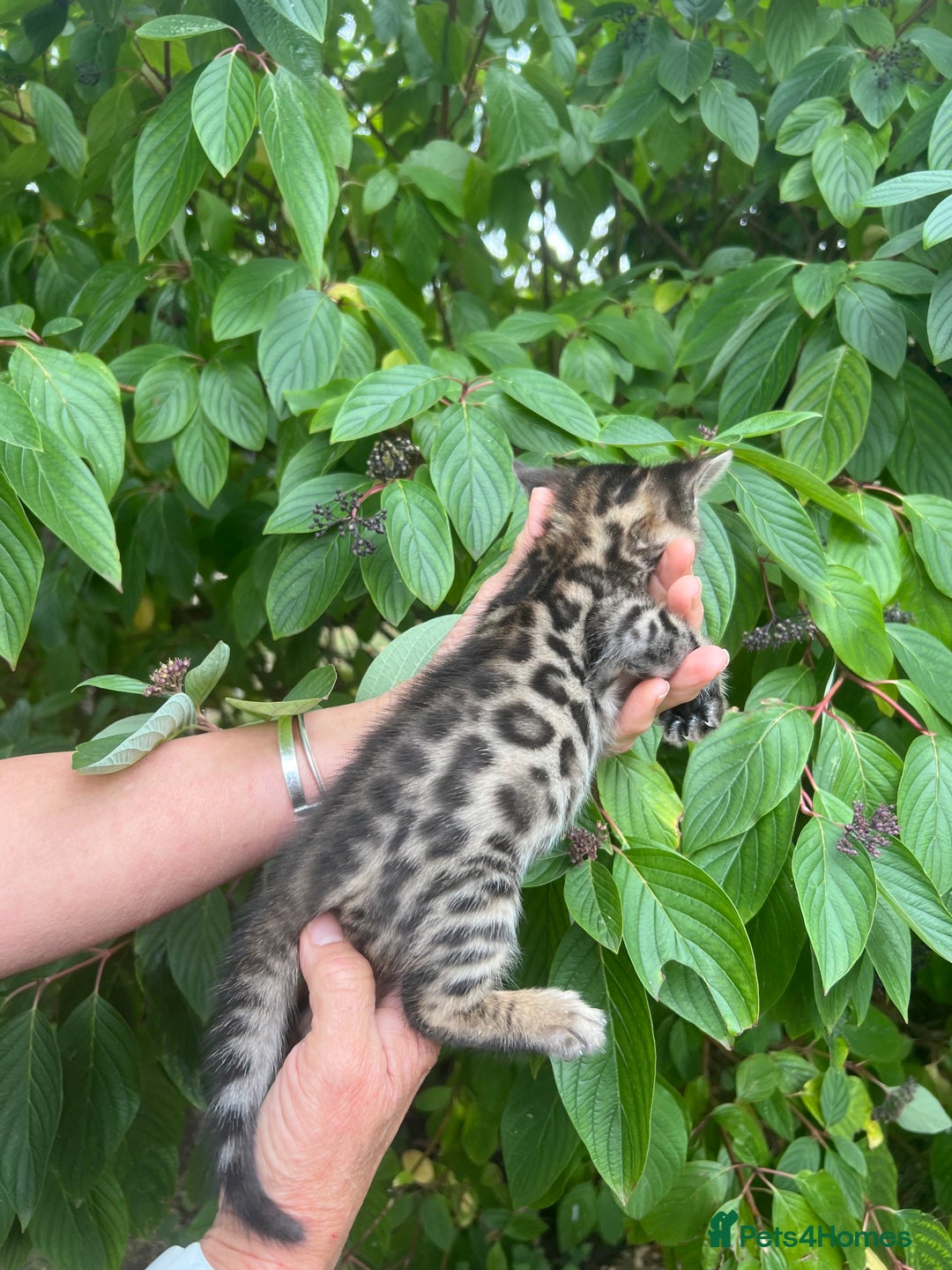 Bengal cats for sale: Tica registered baby Bengal Boys  - Image 9