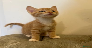Mixed Breed cats - Advert 10