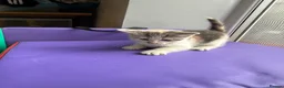 Mixed Breed cats for sale: 4 STUNNING KITTENS READY FOR A LOVING HOME - Advert 14