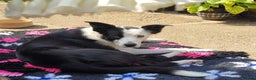 Border Collie dogs for sale: 5 Week old Boarder Collie Puppies - Advert 1