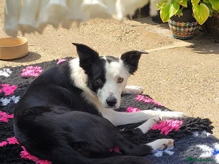 Border Collie dogs 5 Week old Boarder Collie Puppies - Advert 2