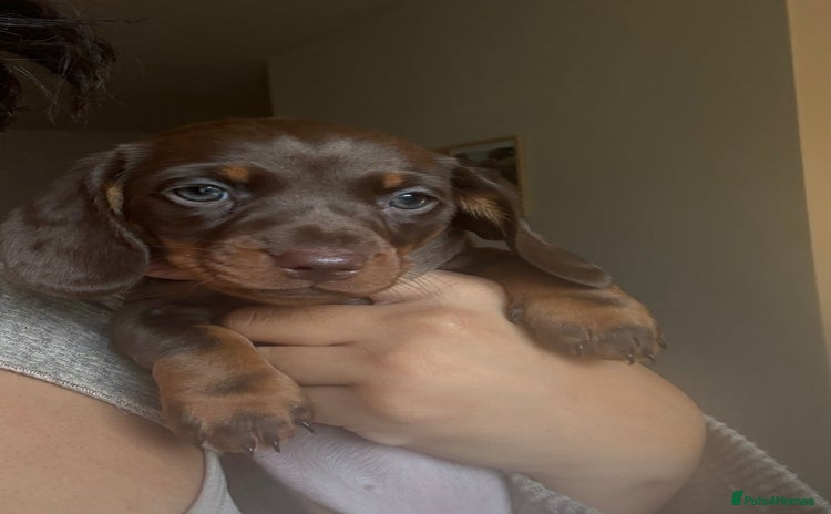 Miniature Dachshund dogs - Advert 6