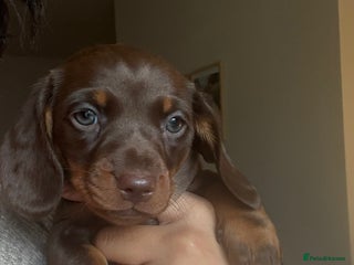 Miniature Dachshund dogs - Advert 27