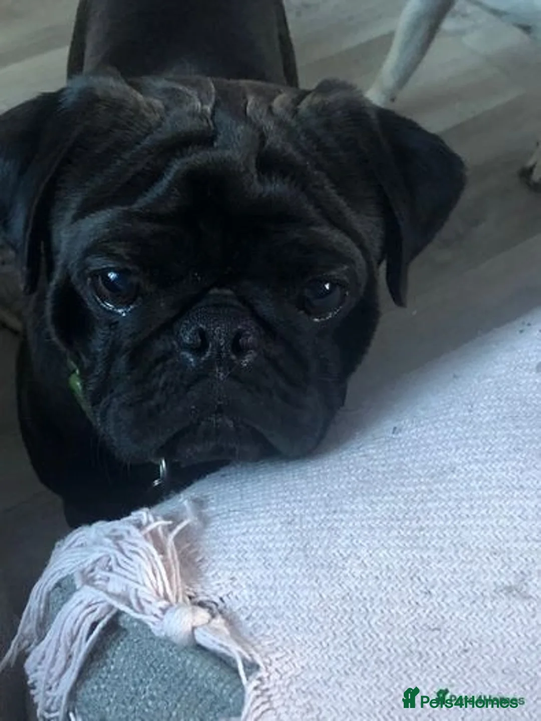 Pug dogs for stud: ❤️ DUD THE STUD💋 - Image 4