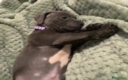 Staffordshire Bull Terrier dogs for sale: Stunning KC Blue Staffordshire Bull Terrier Pups - Image 18