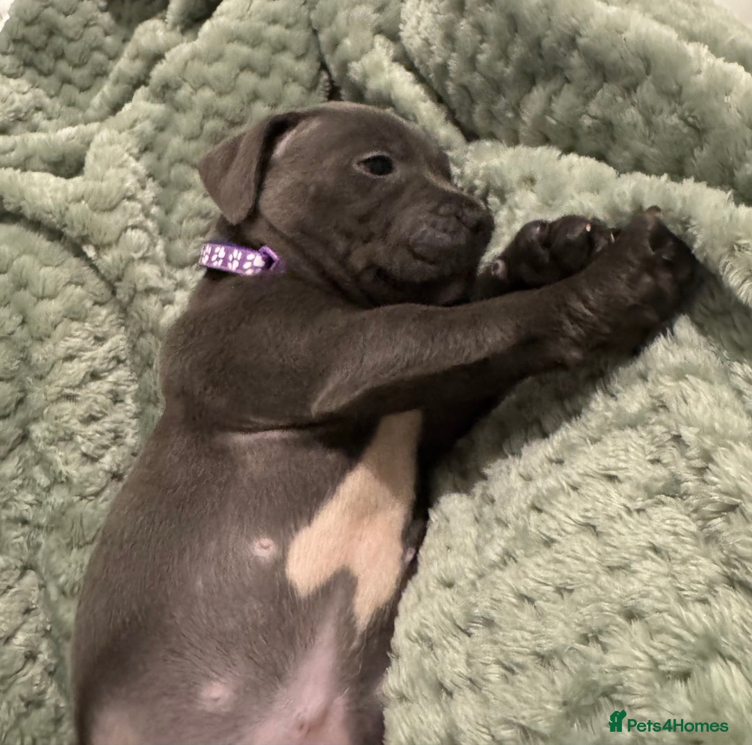 Staffordshire Bull Terrier dogs for sale: Stunning KC Blue Staffordshire Bull Terrier Pups - Image 18