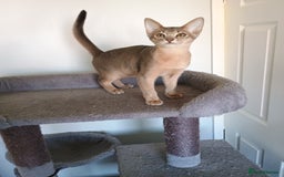 Abyssinian cats for sale: Blue Abyssinian male kittens - Image 2