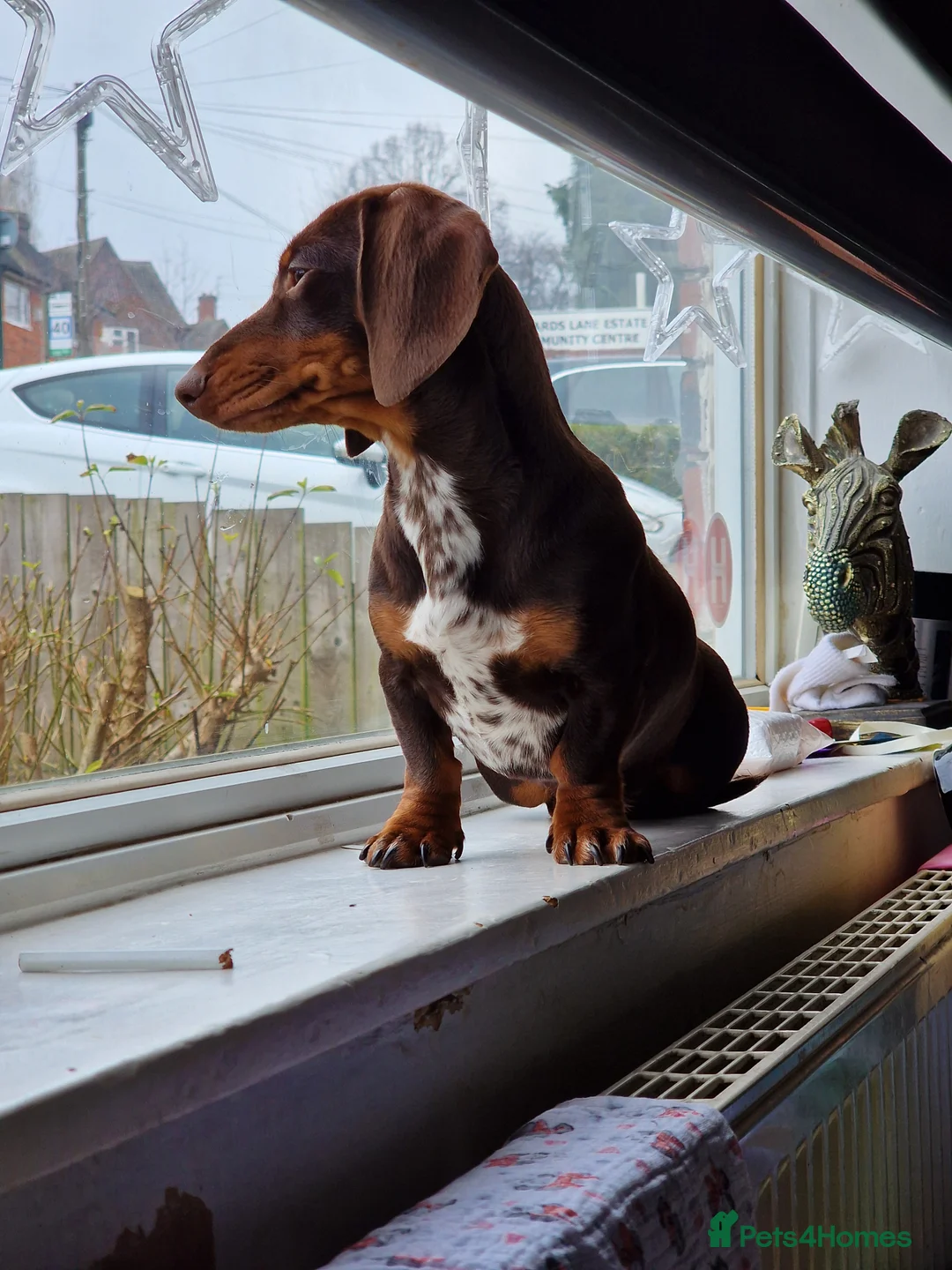Miniature Dachshund dogs for sale: Miniature dachshund for sale - Advert 3