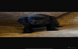 Cocker Spaniel dogs for sale: READY NOW Beautiful cocker spaniel puppies  - Advert 1