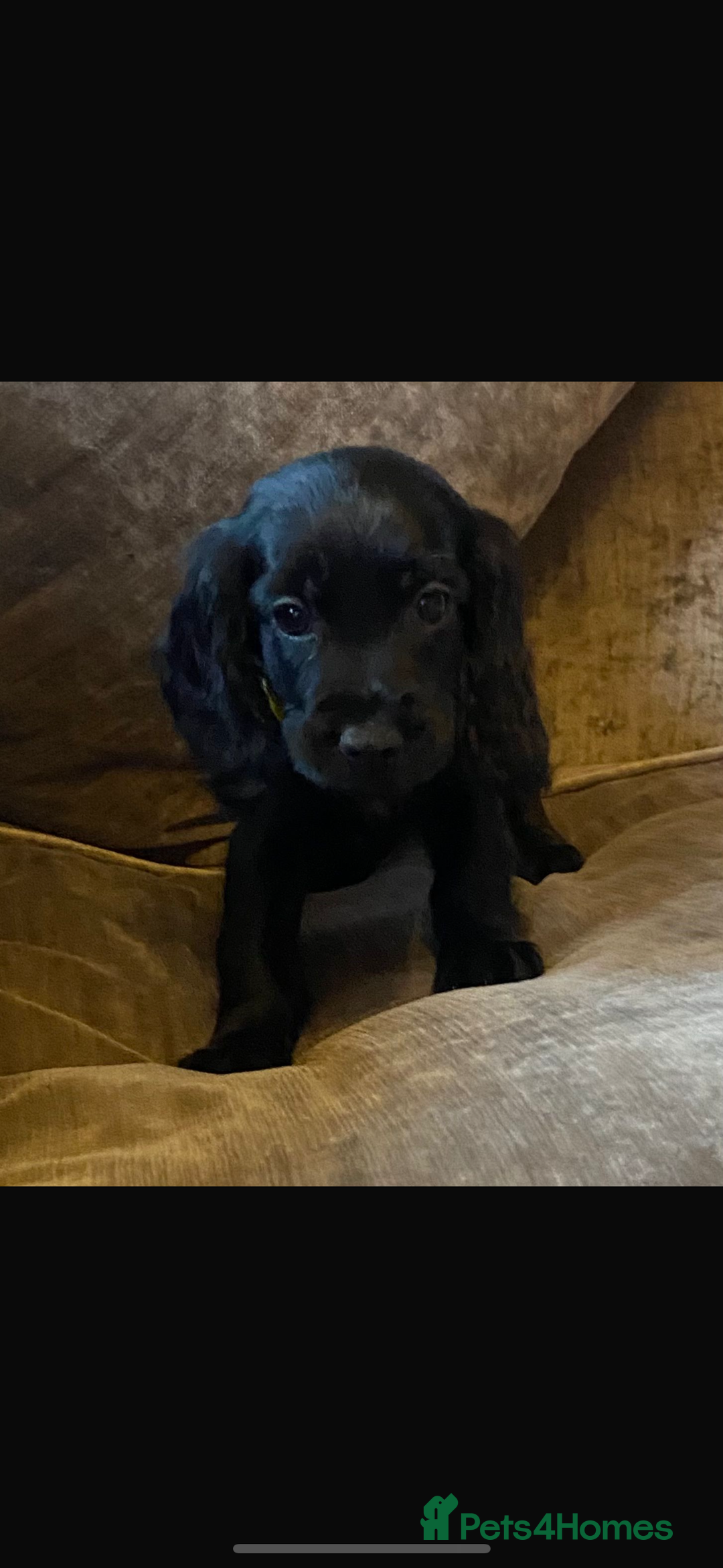 Cocker Spaniel dogs for sale: READY NOW Beautiful cocker spaniel puppies  - Advert 1