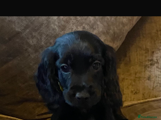 Cocker Spaniel dogs READY NOW Beautiful cocker spaniel puppies - Advert 3
