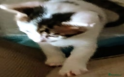 Bengal cats for sale: 2 boy and 2 girls  - Image 2