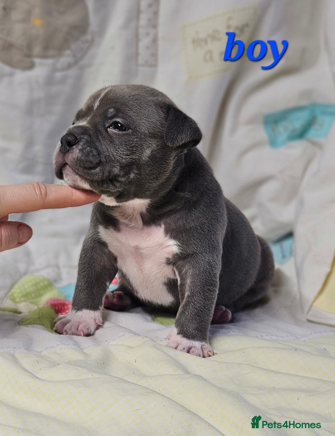 American Bully dogs for sale: Exotic Bullies - Advert 3