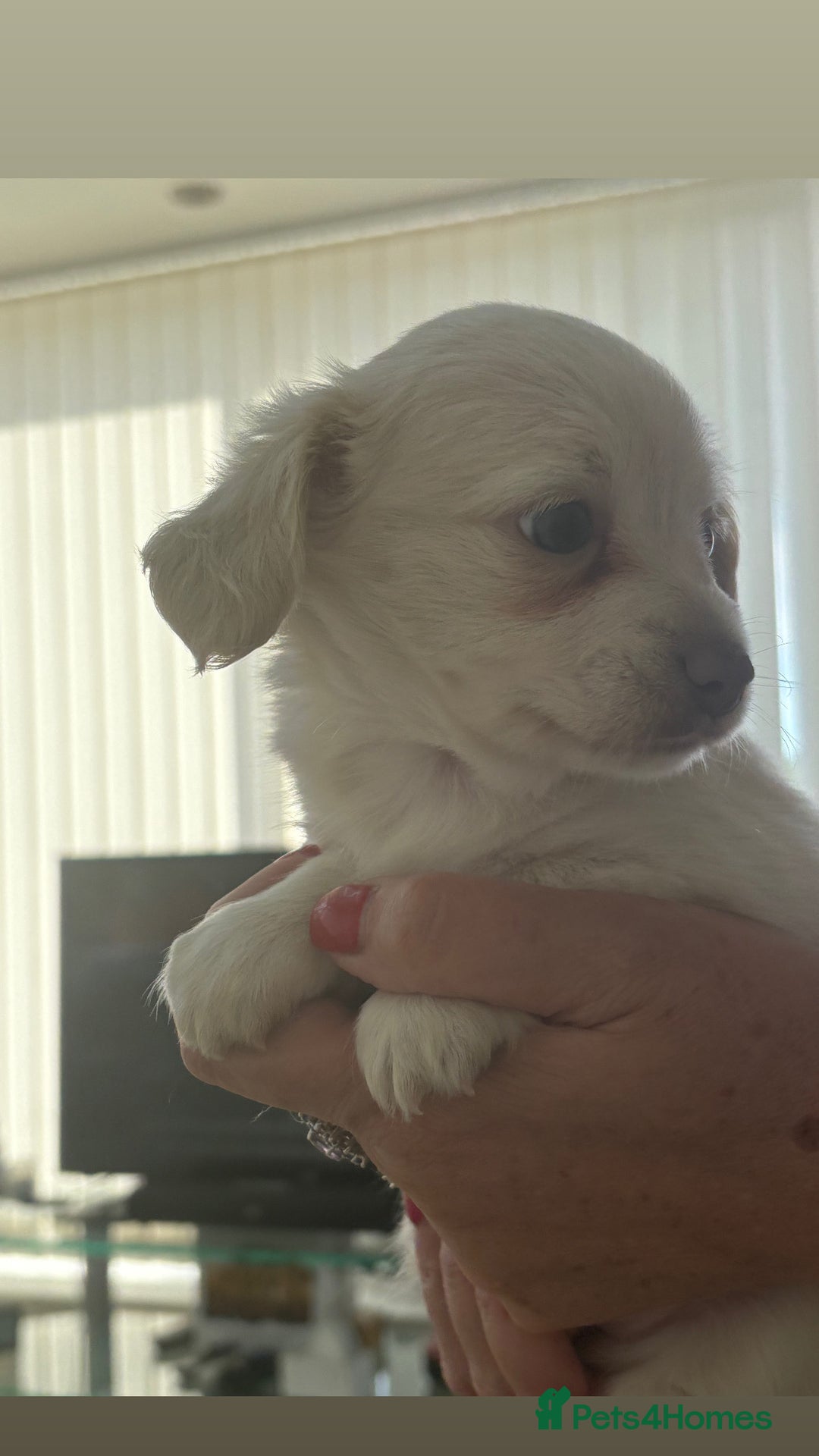 Mixed Breed dogs for sale: Chiweenie Long Haired Pups (Dachshund x Chihuahua) - Image 3