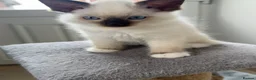 Ragdoll cats for sale: Ragdoll purebred kittens  in Craigavon - Advert 2