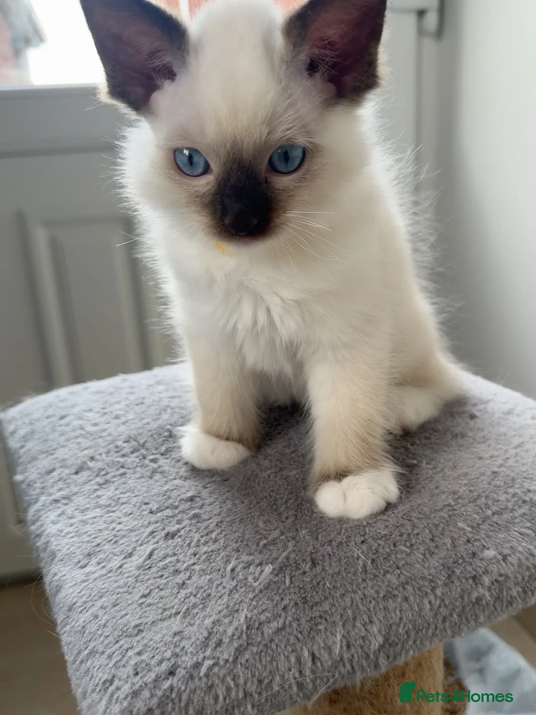 Ragdoll cats for sale: Ragdoll purebred kittens  in Craigavon - Advert 2
