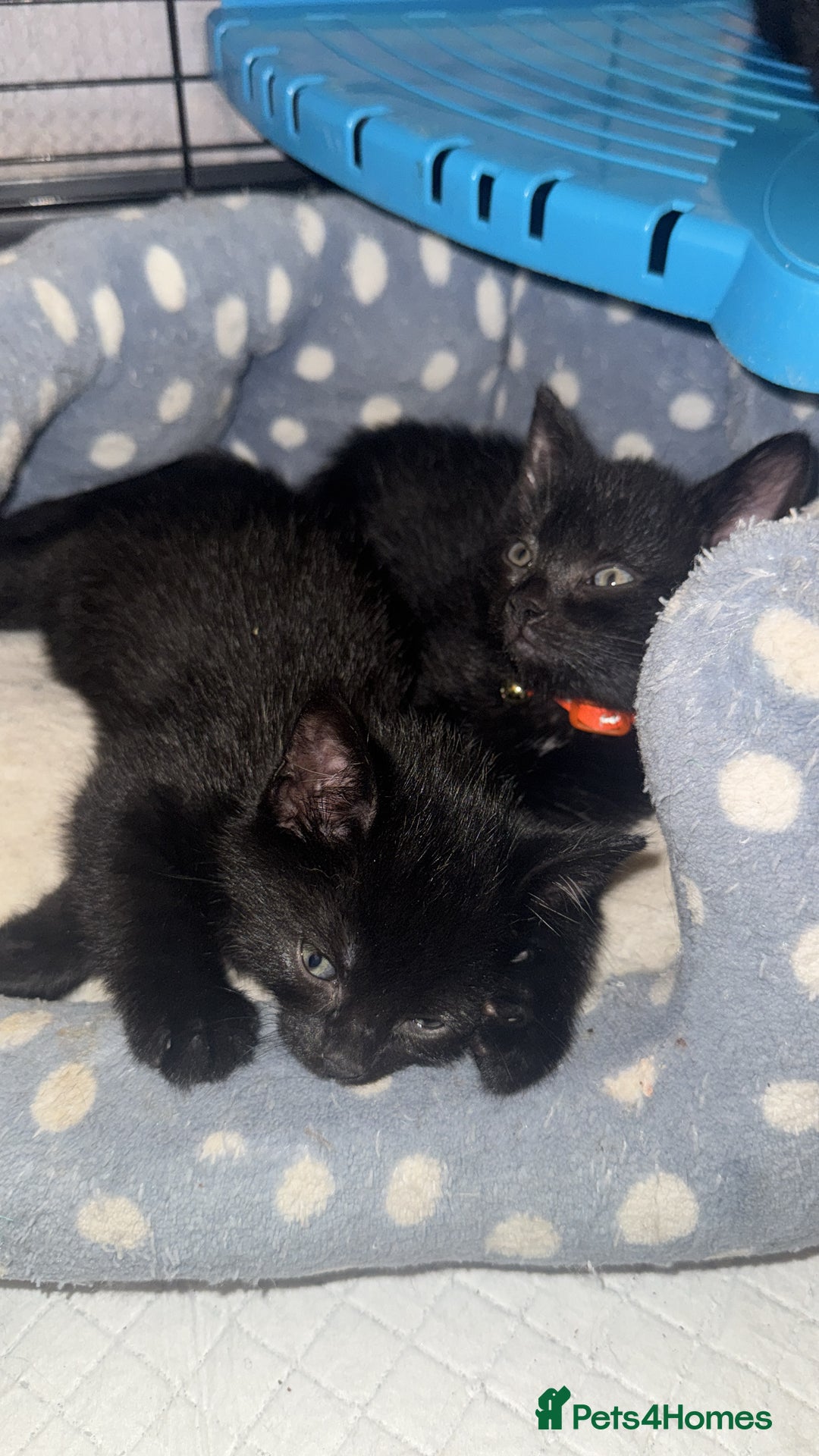 Domestic Shorthair cats for sale: Super friendly kittens wormed+fleaed - Image 3