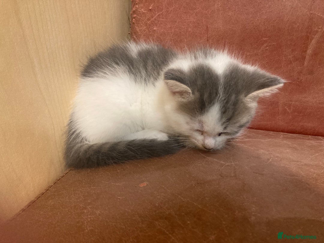 Mixed Breed cats for sale: Beautiful fluffy kittens for sale Ready 8/1/26 - Advert 2