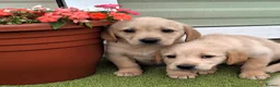Goldador dogs for sale: Goldador Puppies  - Advert 2