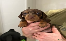Miniature Dachshund dogs for sale: 🐾 Miniature Dachshund Puppies Available🐾 - Image 7