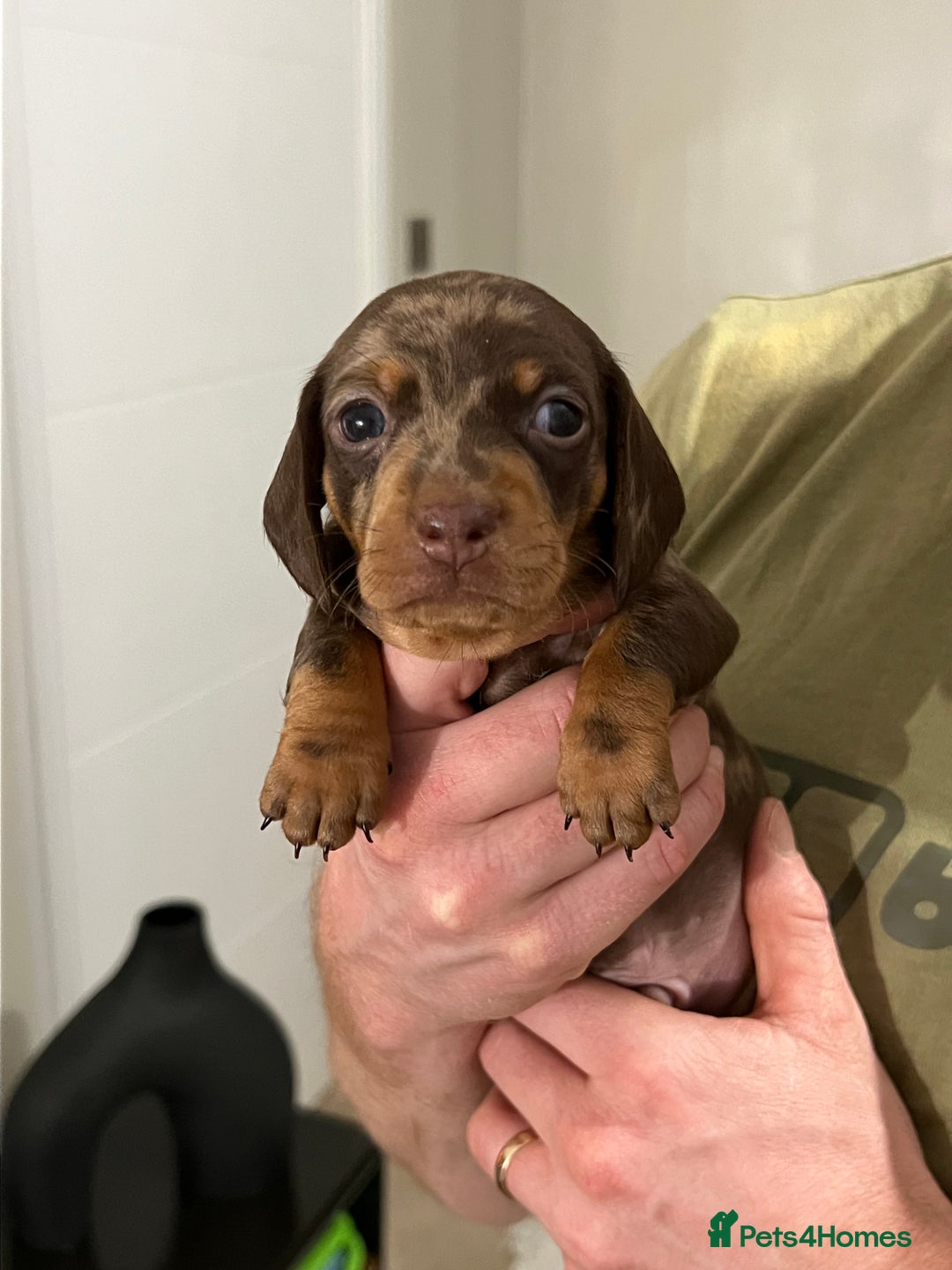 Miniature Dachshund dogs for sale: 🐾 Miniature Dachshund Puppies Available🐾 - Image 7