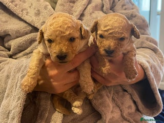 Toy Poodle dogs Stunning toy poodle puppies - Advert 1