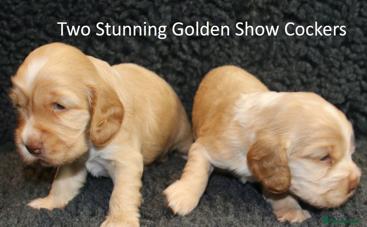 Cocker Spaniel dogs for sale - Advert 2