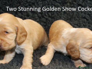 Cocker Spaniel dogs - Advert 1