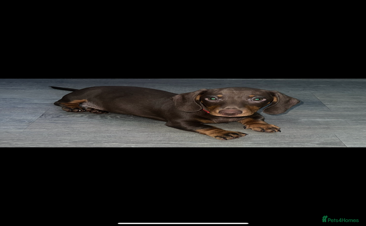Miniature Dachshund dogs - Advert 14