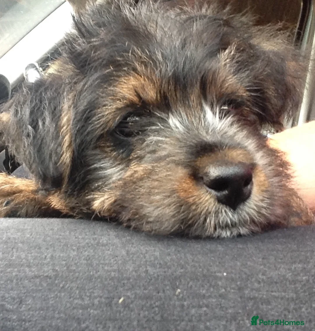 Norfolk Terrier dogs for stud: 3/4 Norfolk x 1/4 Jack Russell proven stud in Burton-on-Trent - Advert 5