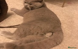 British Shorthair cats for stud: STUD ONLY in Huddersfield - Image 2
