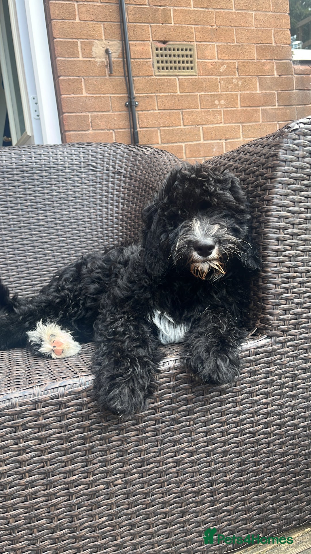 Sheepadoodle dogs for sale: F1 Sheepadoodle  in Doncaster - Image 23