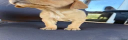 Labrador Retriever dogs for sale: Labrador puppies ready to go in a week - Advert 19