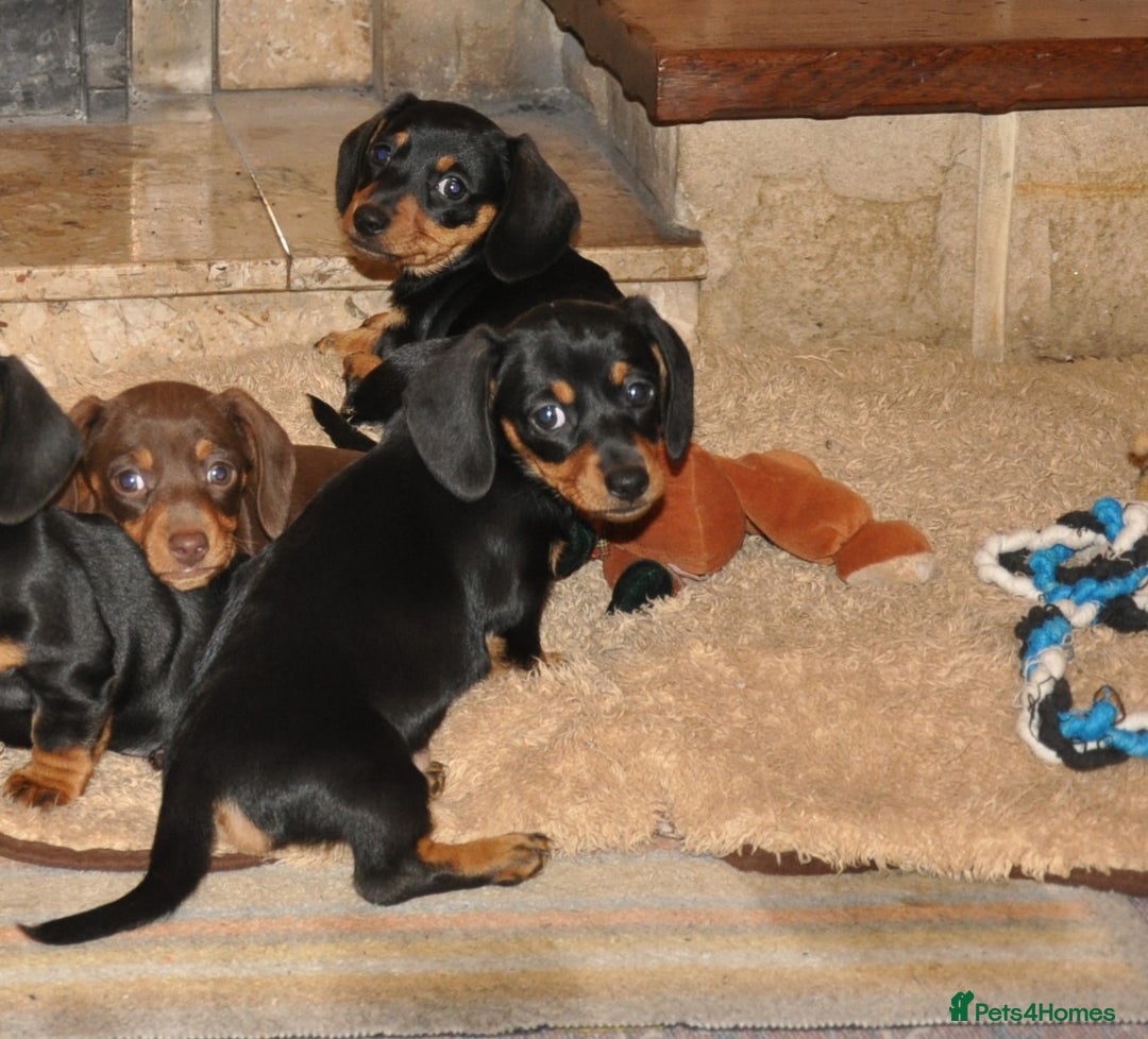 Dachshund dogs for sale: Miniature Smooth Haired Dachshunds - Advert 4