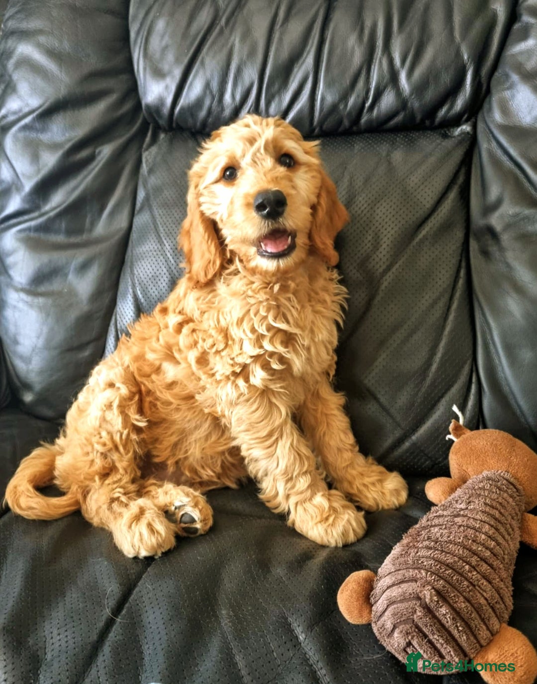 Mini Goldendoodle dogs for sale: Trained Mini Goldendoodle Male/Health Tested - Image 1