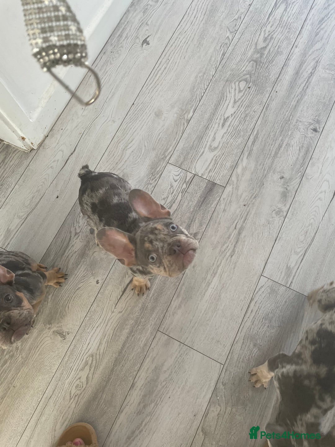 French Bulldog dogs for sale: Kc registered 12 week old French. Bulldogs  - Image 9