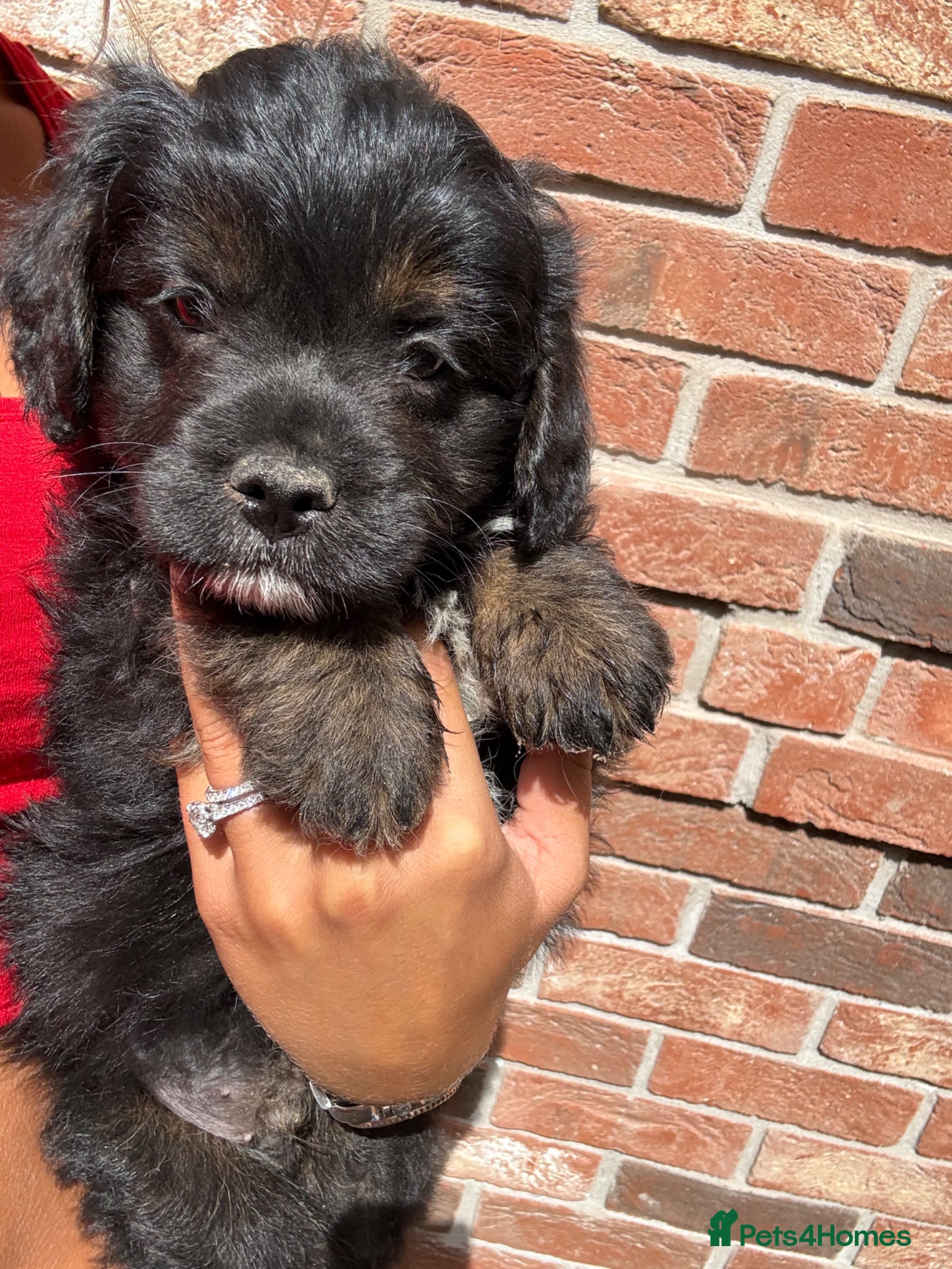 Mixed Breed dogs Ready to leave!!! - Advert 10