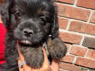 Mixed Breed dogs Ready to leave!!! - Advert 10