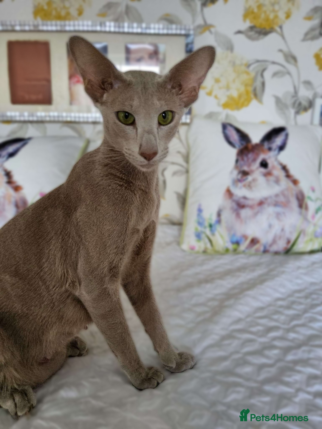 Siamese cats for sale: 2 GCCF Siamese Kittens Available - Advert 11