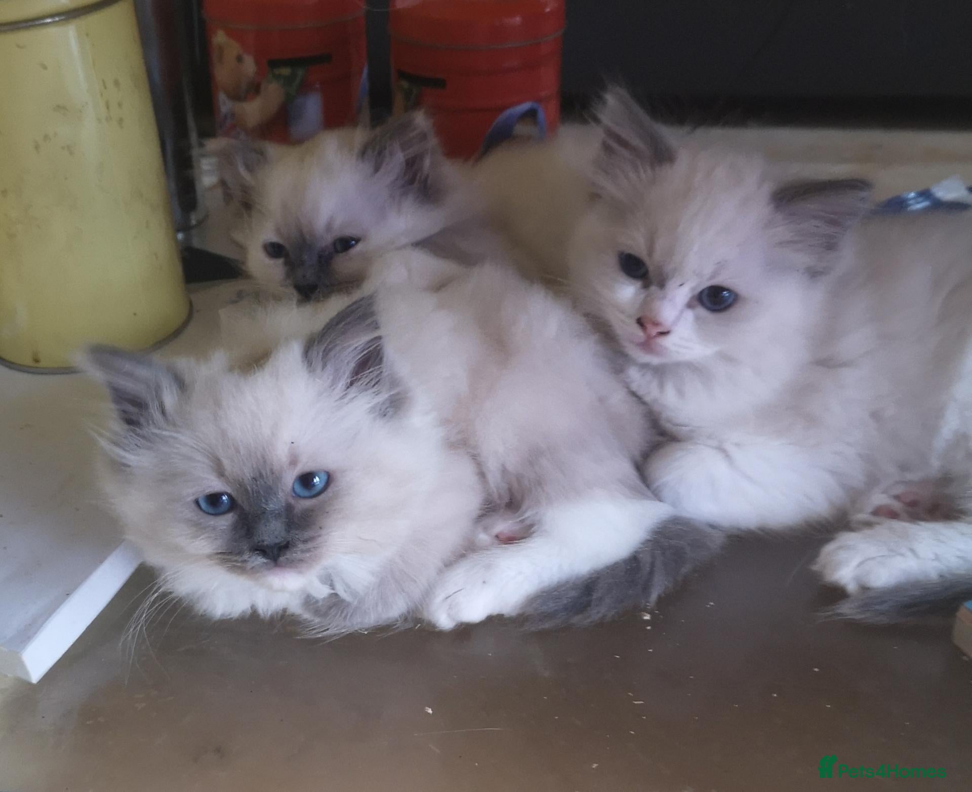 Ragdoll cats GCCF registered Ragdoll kittens for sale  - Advert 1