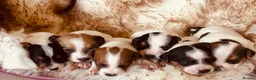 Mixed Breed dogs for sale: Beautiful parson jack Russells - Advert 8