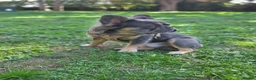 French Bulldog dogs for stud: Fluffy Lilac & Tan Frenchie Available for Stud - Advert 5
